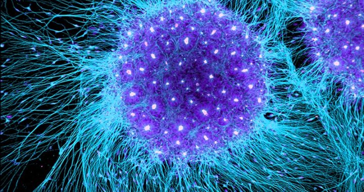 4 Uses Of Stem Cells For Humans