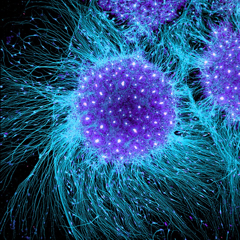 4 Uses Of Stem Cells For Humans