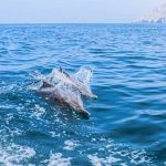 Travel Tips You Should Know For Your Musandam Trip